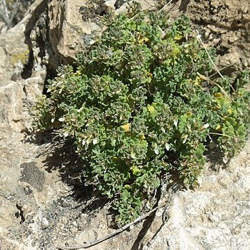 Teucrium ramosissimum unspecified picture