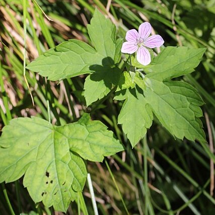 Geranium wilfordii unspecified picture