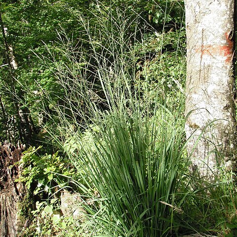 Molinia arundinacea unspecified picture