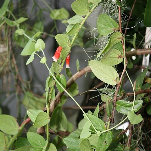 Macleania unspecified picture