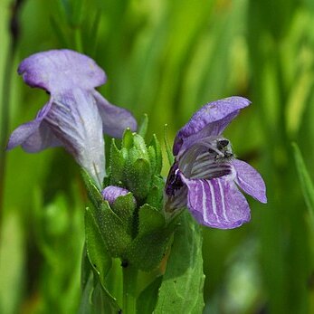 Macbridea caroliniana unspecified picture