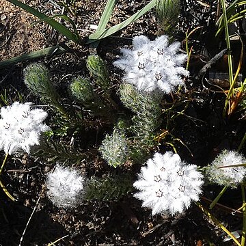 Phylica curvifolia unspecified picture