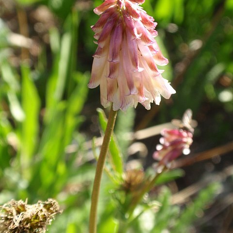 Trifolium kingii unspecified picture