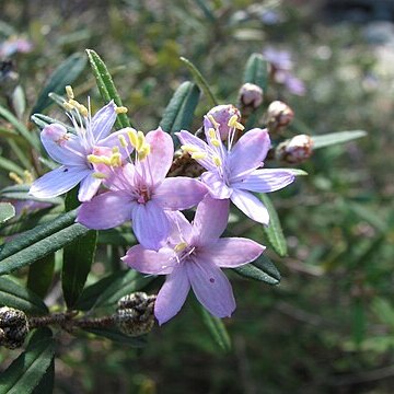 Phebalium nottii unspecified picture