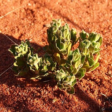 Polygala isingii unspecified picture