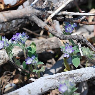 Phacelia davidsonii unspecified picture