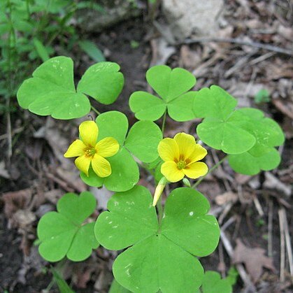 Oxalis illinoensis unspecified picture