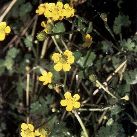 Ranunculus gmelinii unspecified picture