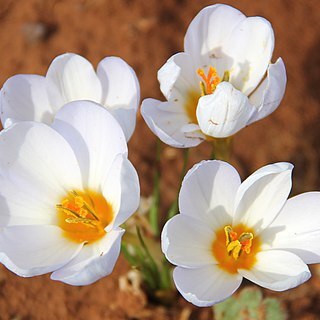 Crocus leichtlinii unspecified picture