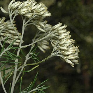 Cassinia wilsoniae unspecified picture