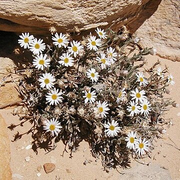 Erigeron maguirei unspecified picture