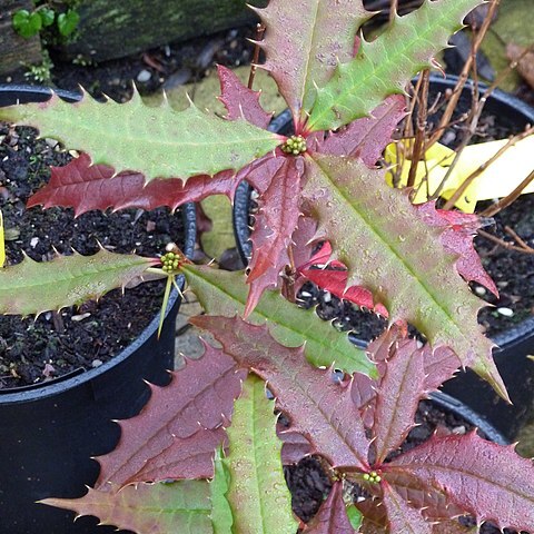 Berberis insignis unspecified picture