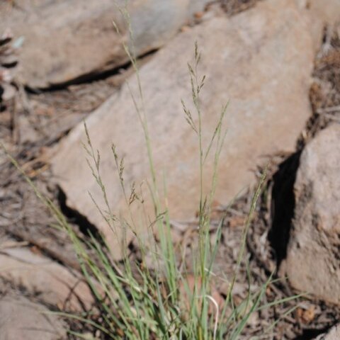 Muhlenbergia jonesii unspecified picture