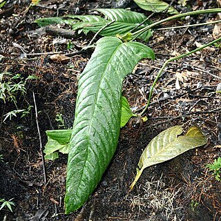 Philodendron variifolium unspecified picture