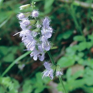 Salvia akiensis unspecified picture