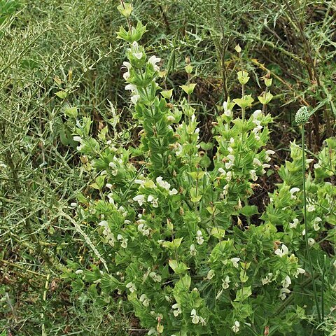 Salvia samuelssonii unspecified picture