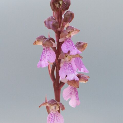 Orchis spitzelii subsp. cazorlensis unspecified picture