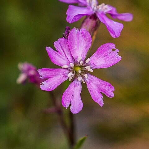 Silene nivalis unspecified picture