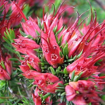 Darwinia grandiflora unspecified picture