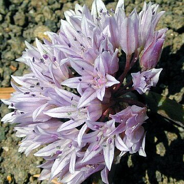 Allium siskiyouense unspecified picture