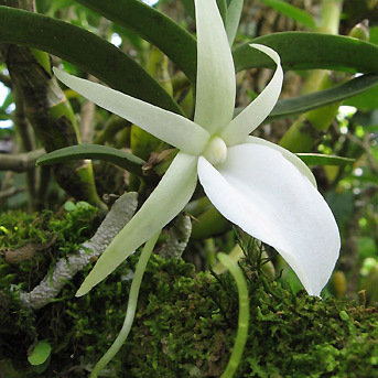 Angraecum didieri unspecified picture