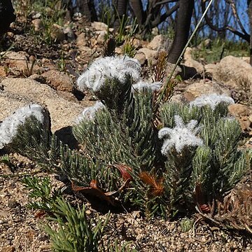 Phylica curvifolia unspecified picture