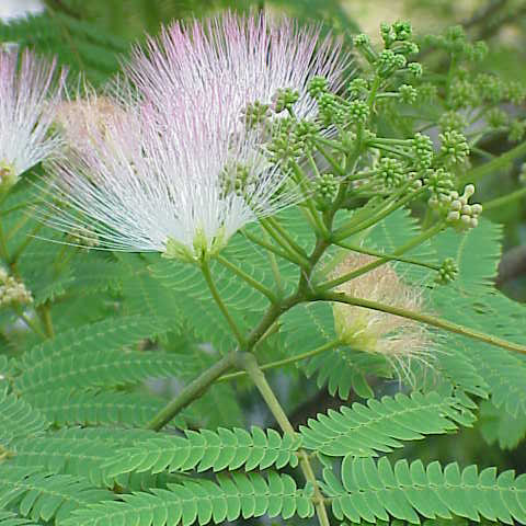 Albizia unspecified picture