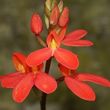 Disa cardinalis unspecified picture