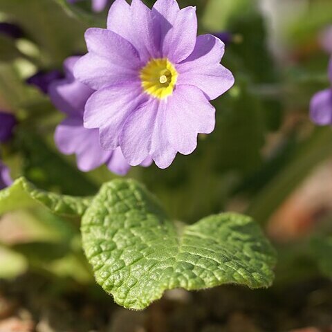 Primula renifolia unspecified picture