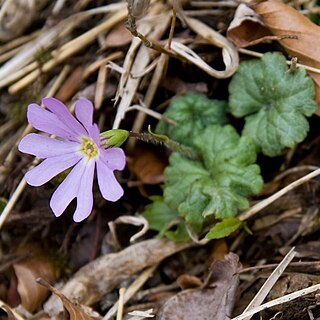 Primula reinii unspecified picture