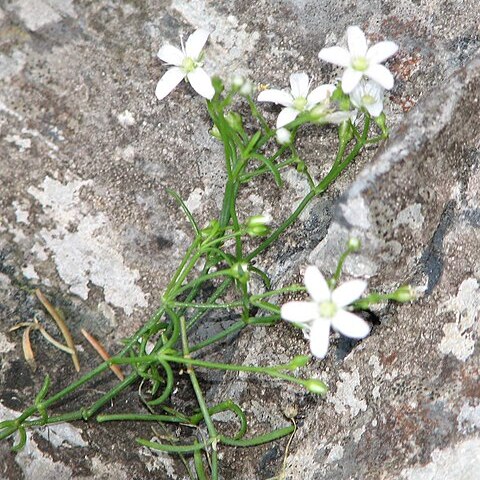 Moehringia bavarica unspecified picture