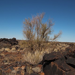 Parkinsonia africana unspecified picture