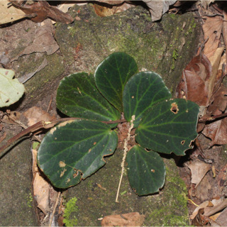 Begonia blancii unspecified picture