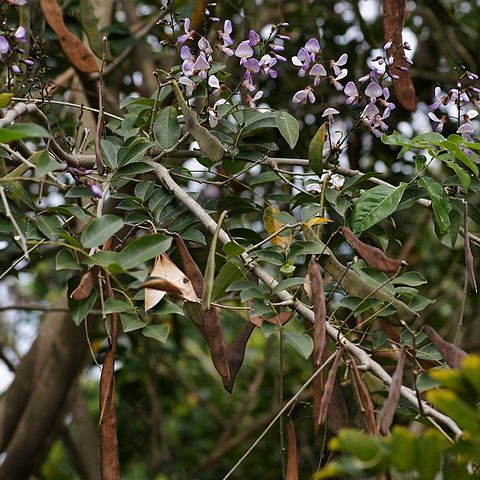 Millettia thonningii unspecified picture