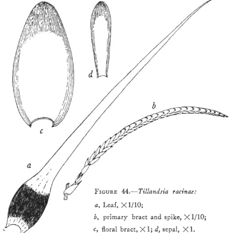 Tillandsia racinae unspecified picture