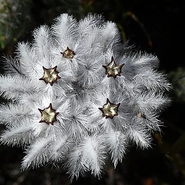 Phylica curvifolia unspecified picture