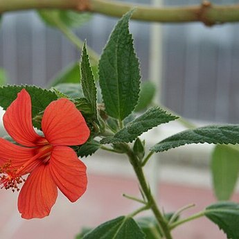 Pavonia schrankii unspecified picture