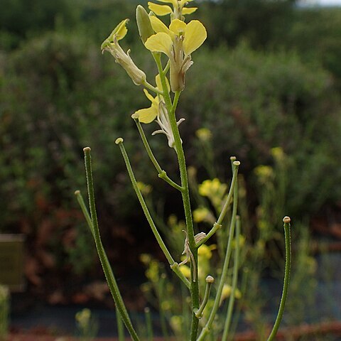 Erysimum krendlii unspecified picture