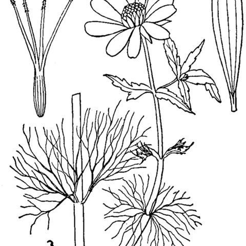 Bidens beckii unspecified picture