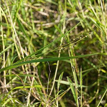 Scleria levis unspecified picture