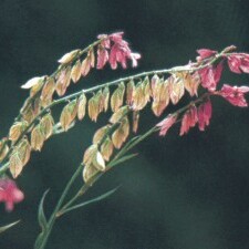 Polygala sinisica unspecified picture