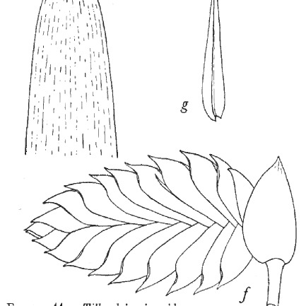 Tillandsia sigmoidea unspecified picture