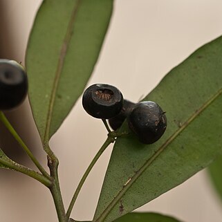 Ardisia quinquegona unspecified picture