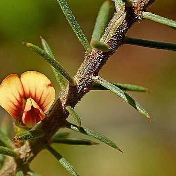 Daviesia acicularis unspecified picture