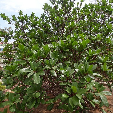 Ficus cyathistipula unspecified picture