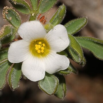 Oxalis virginea unspecified picture