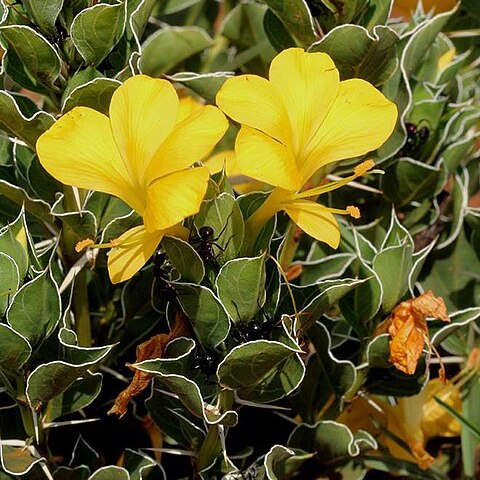 Barleria randii unspecified picture