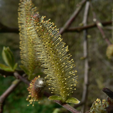 Salix sitchensis unspecified picture