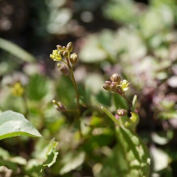 Rorippa indica unspecified picture