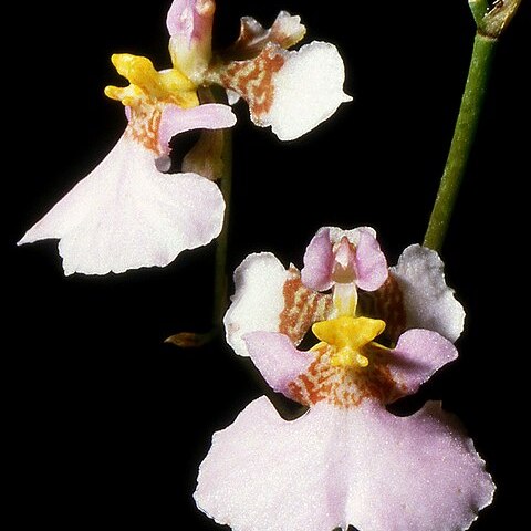 Tolumnia scandens unspecified picture